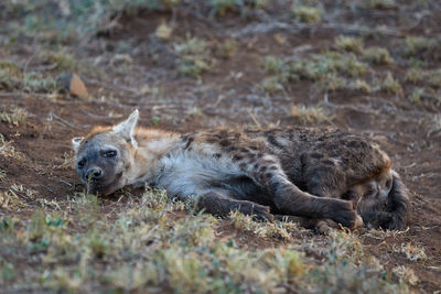 A young spotted hyena in kruger