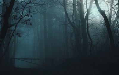 View of trees in forest