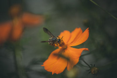 Close-up of insect on orange flower