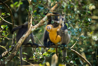 Close-up of birds perching on tree