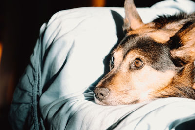 Close-up of a dog resting