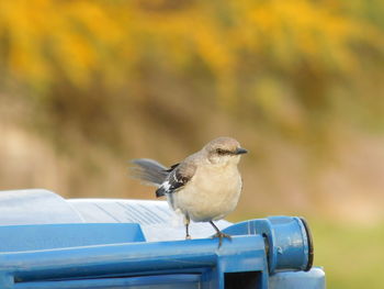 Close-up of bird perching outdoors