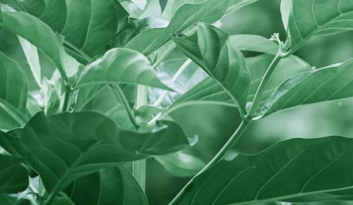 Full frame shot of fresh green leaves