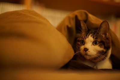 Portrait of tabby cat resting in bed