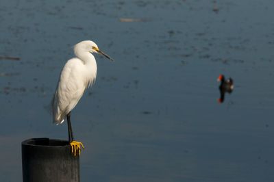 Bird perching on wooden post