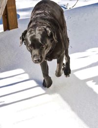 Close-up of dog