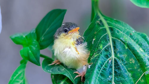 Close-up of bird perching on plant