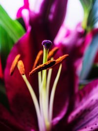 Close-up of flower