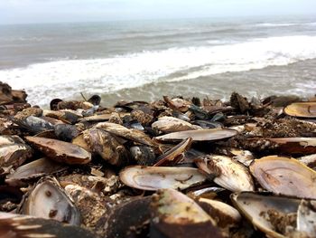 Close-up of mussels on beach