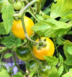 Close-up of fruit growing on plant