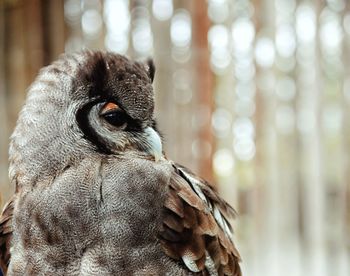 Close-up portrait of owl