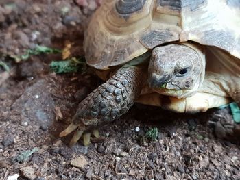 High angle view of turtle on field