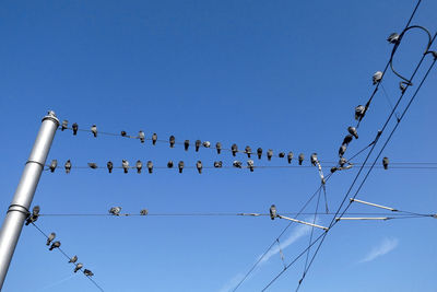 Low angle view of birds perching on cable