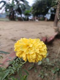 Close-up of yellow marigold flower
