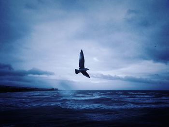 Low angle view of bird flying over sea against sky