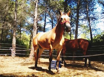 Horse standing in ranch