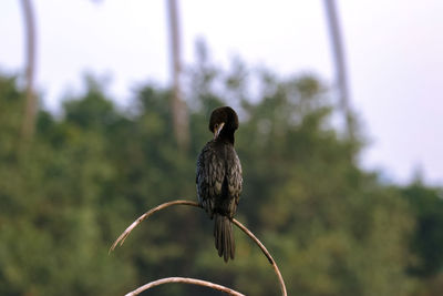 Close-up of bird perching on branch