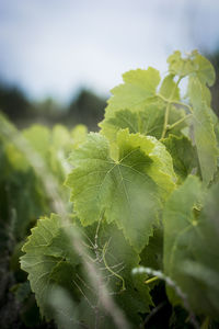 Close-up of fresh green leaves