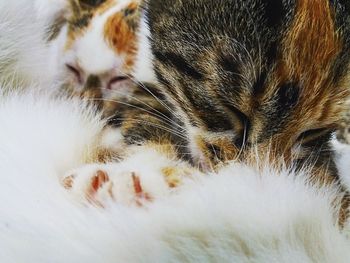 Close-up of cat sleeping