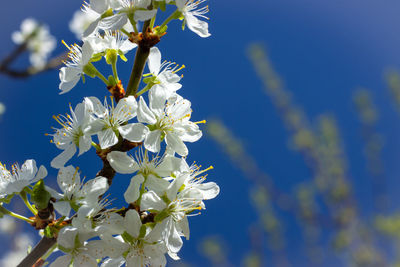 Close-up of white flowering plant