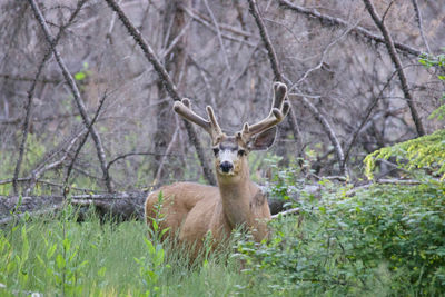 Whitetail buck in velvet, spring time in glacier national park 