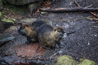 High angle view of muskrats