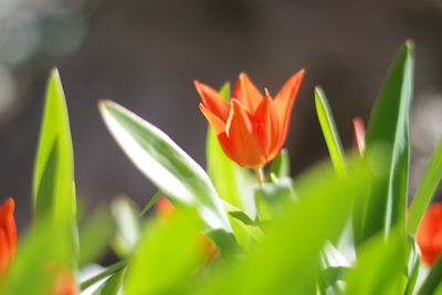 Close-up of orange tulips