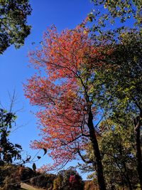 Low angle view of tree against sky