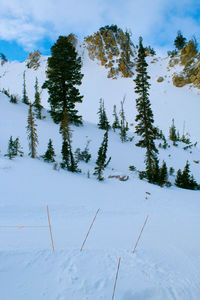 Pine trees against a snowy slope