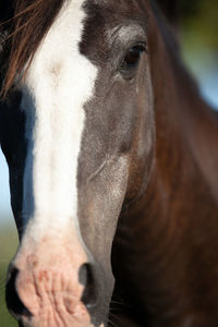 Close-up of a horse