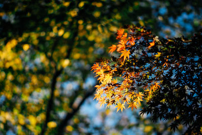 Low angle view of tree during autumn