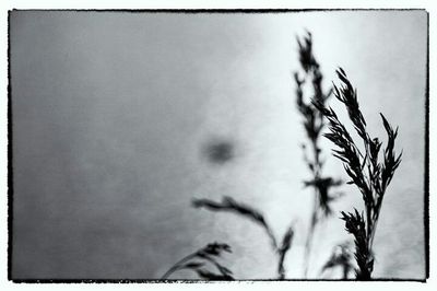 Low angle view of plants against sky