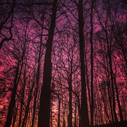 Low angle view of trees against sky