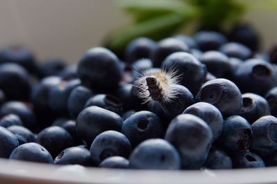Close-up of berries