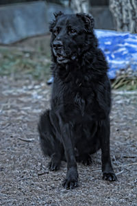 Portrait of dog sitting on field