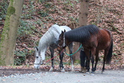 Horses standing in a farm