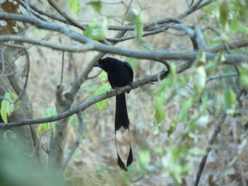 Bird perching on branch in forest