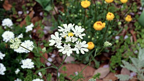 High angle view of white flowering plant on field