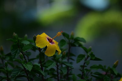 Close-up of yellow flowering plant