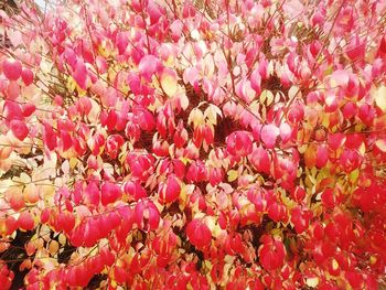 Full frame shot of pink flowering plants