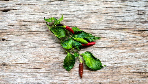 High angle view of green chili peppers on table