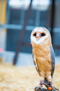 Close-up of owl at zoo