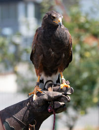 Close-up of owl perching on a hand