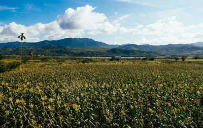 Scenic view of field against sky