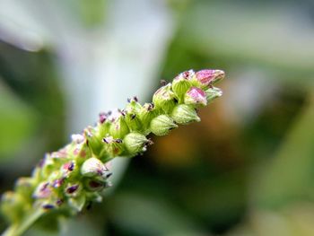 Close-up of pink flowering plant