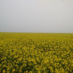 Scenic view of oilseed rape field against clear sky