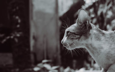 Close-up of cat looking away