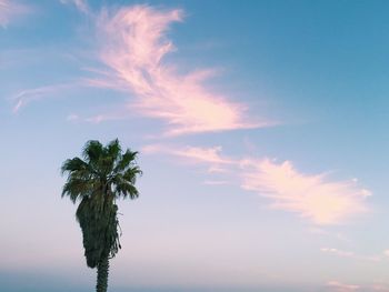 Low angle view of palm tree against sky