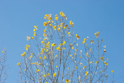 Low angle view of yellow flowering plants against clear blue sky