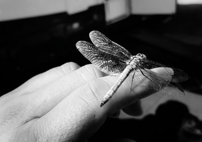 Close-up of butterfly on hand